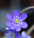 hepatica-nobilis-zetas-tradgard-200x220.jpg