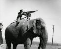 Elephant-mounted machine-gun, 1914.jpg