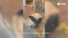 YaYa LeLe Pandas.jpg
