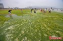 ~Qingdao.algae.boom.1.jpg