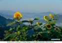 ~Huangshan.Shitan.Village.subflowers.2.jpg