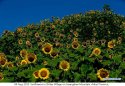 ~Huangshan.Shitan.Village.subflowers.3.jpg