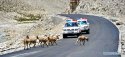 ~Tibet.blue.sheep.3.jpg
