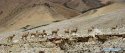 ~Tibet.blue.sheep.4.jpg