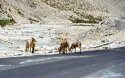 ~Tibet.blue.sheep.6.jpg