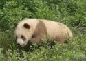~Rare.Brown.Panda.2.jpg