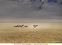 Tibet.wildlife.1a.Antelopes.Northern.Tibet.Grassland.jpg