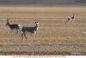 Tibet.wildlife.1b.Mongolian.gazelles.Northern.Tibet.Grassland.jpg