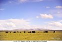 Tibet.wildlife.1c.Northern.Tibet.Grassland.jpg