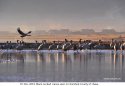 Tibet.wildlife.1d.black-necked cranes.Lhunzhub.County.Lhasa.jpg