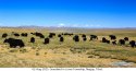 ~Tibet.scenery.2.Grassland.Loma.Township.Nagqu.jpg