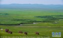 Inner.Mongolia.Ulla.Pasture.1.Xilingele.League.jpg