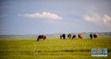 Inner.Mongolia.Ulla.Pasture.3.horses.jpg