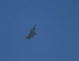 IMG_1848.jpeg
