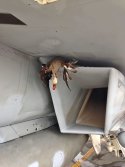 PoorDuck.jpg