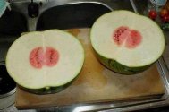IMG_2060.jpeg