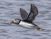 Atlantic puffin.jpg