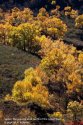 North.China.Golden.Autumn.3.Saibei.jpg