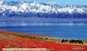 Xinjiang,Huocheng.county,1.Sayram.Lake.jpg