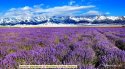 Xinjiang,Huocheng.county,2.Lavender.plantations.jpg