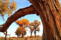 Inner.Mongolia,Ejin.Banner.poplars.1.jpg