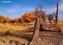 Inner.Mongolia,Ejin.Banner.poplars.2.jpg