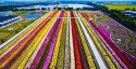 Shanghai.Chrysanthemum.field.1.jpg