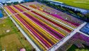 Shanghai.Chrysanthemum.field.3.jpg