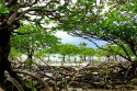 Mangrove--forests--swamp--1b.jpg
