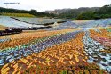 Taiwan.Keelung,plastic.bottle.mosaic.2.jpg