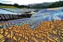 Taiwan.Keelung,plastic.bottle.mosaic.5.jpg