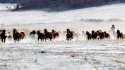 Hulunbuir,Inner-Mongolia.4.horses.jpg
