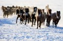 Hulunbuir,Inner-Mongolia.7.horses.jpg