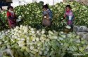 Yunnan,Tonghai-county,vegetable-production.3.jpg