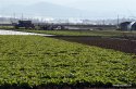 Yunnan,Tonghai-county,vegetable-production.5.jpg