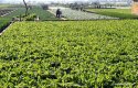 Yunnan,Tonghai-county,vegetable-production.6.jpg