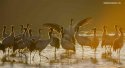 Black-necked-cranes,Lhunzhub-County,Tibet.(1).jpg