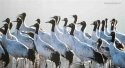 Black-necked-cranes,Lhunzhub-County,Tibet.(2).jpg