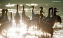 Black-necked-cranes,Lhunzhub-County,Tibet.(3).jpg