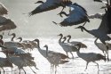 Black-necked-cranes,Lhunzhub-County,Tibet.(4).jpg