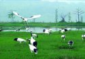 Wetland.(9).Xinghu-Wetland-Park,Zhaoqing,Guangdong.jpg