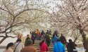 Beijing,Peach-blossoms(1),Summer-Palace.jpg