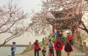 Beijing,Peach-blossoms(2),Summer-Palace.jpg
