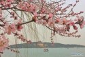 Beijing,Peach-blossoms(3),Summer-Palace.jpg