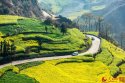 Qiqing-city,Luohan-county,Yunnan.(1).rape.flower.jpg