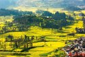 Qiqing-city,Luohan-county,Yunnan.(2).rape.flower.jpg