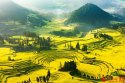 Qiqing-city,Luohan-county,Yunnan.(3).rape.flower.jpg
