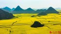 Qiqing-city,Luohan-county,Yunnan.(4).rape.flower.jpg