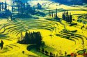 Qiqing-city,Luohan-county,Yunnan.(5).rape.flower.jpg