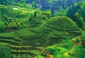 1st-China-International-Tea-Expo.(2).Mt-Emei,Sichuan.jpg